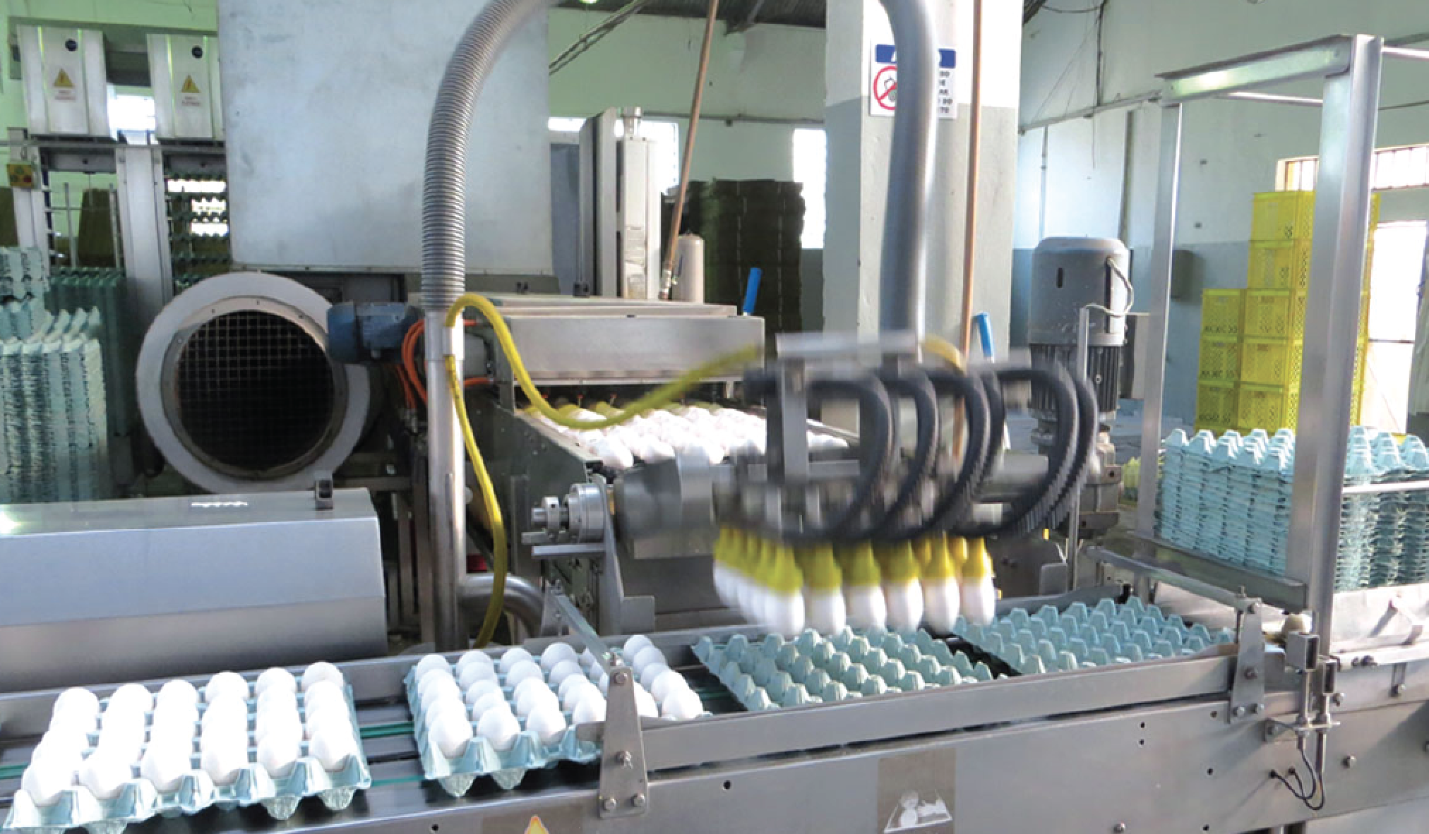 Alimentador de huevos