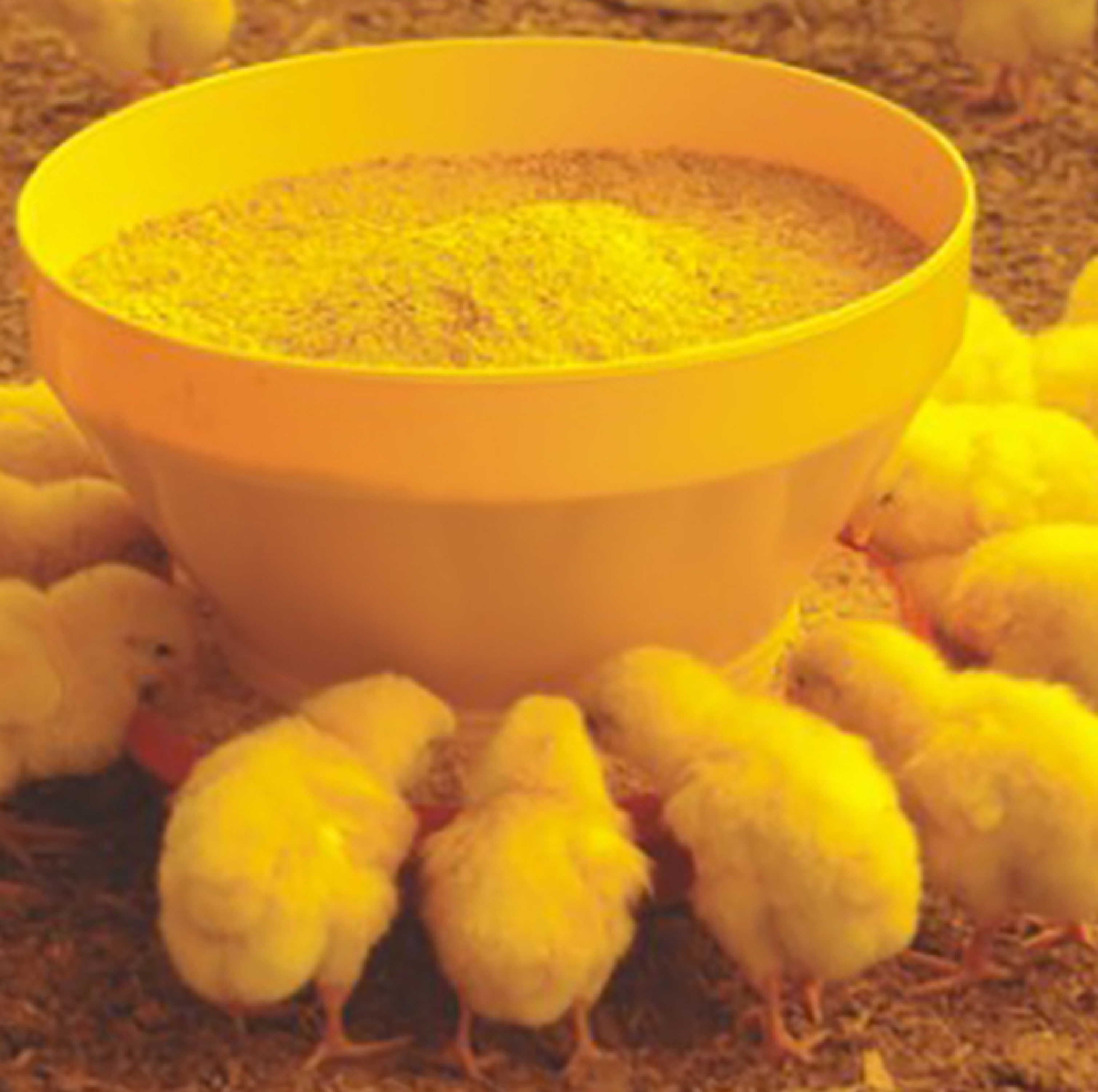 Comedero canaleta manual