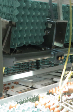 Dispensador de bandejas de incubación