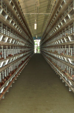 Jaulas para avicultura